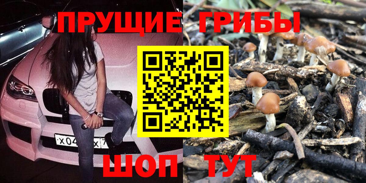 Геленджик  Галлюциногенные грибы Psilocybine cubensis  Галлюциногенные грибы прущие грибы  Вход с VPN 
