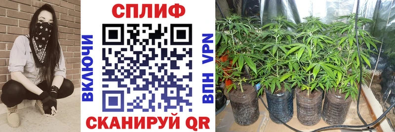 Бошки Шишки MAZAR  где найти   Геленджик 